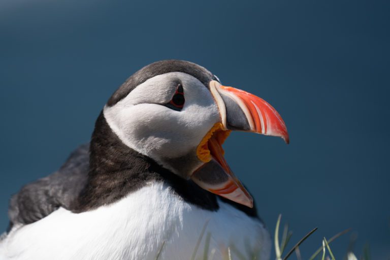 Macareux moine - Vie sauvage en Islande