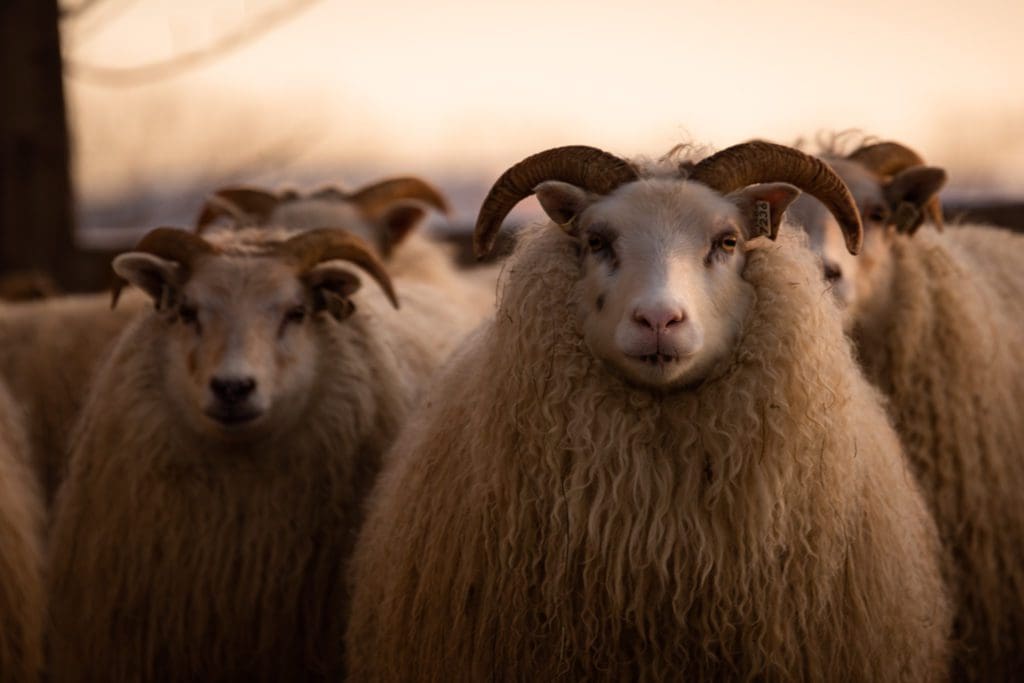 Mouton islandais - Vie sauvage en Islande