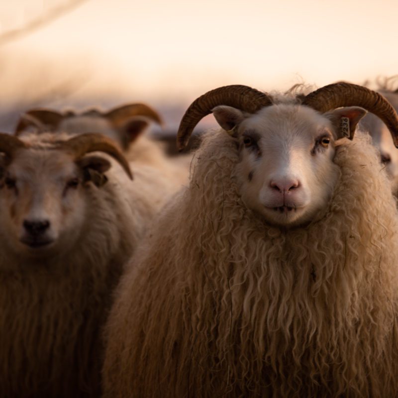 Mouton islandais - Vie sauvage en Islande