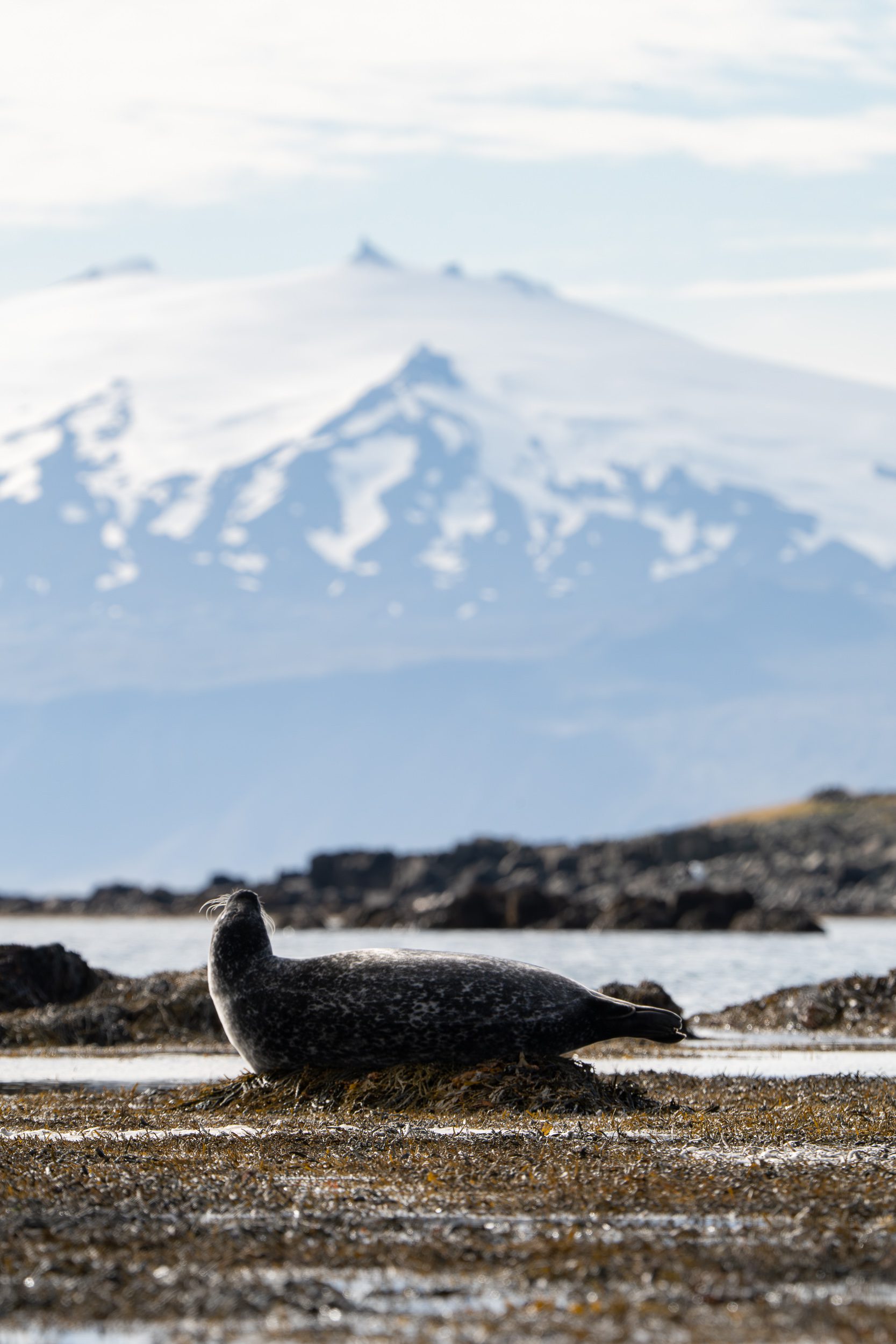 Phoque - Vie sauvage en Islande