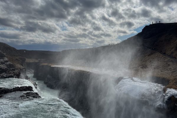 CercleDor-icelandicfrenchies-4