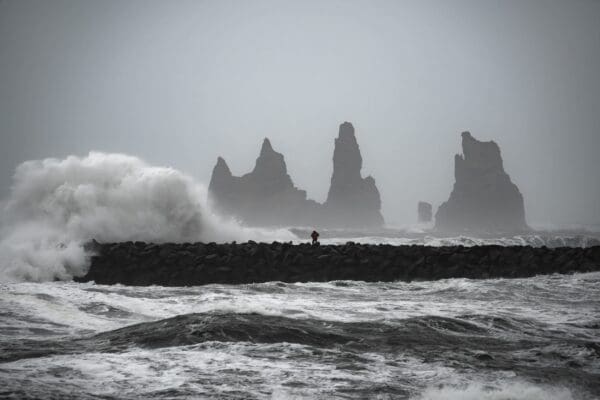 C“teSud-icelandicfrenchies-6