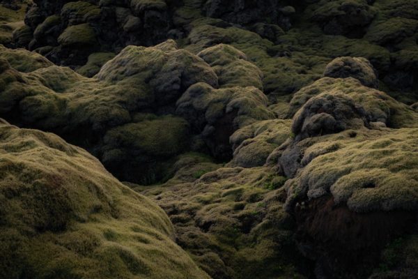 Laki-icelandicfrenchies-3