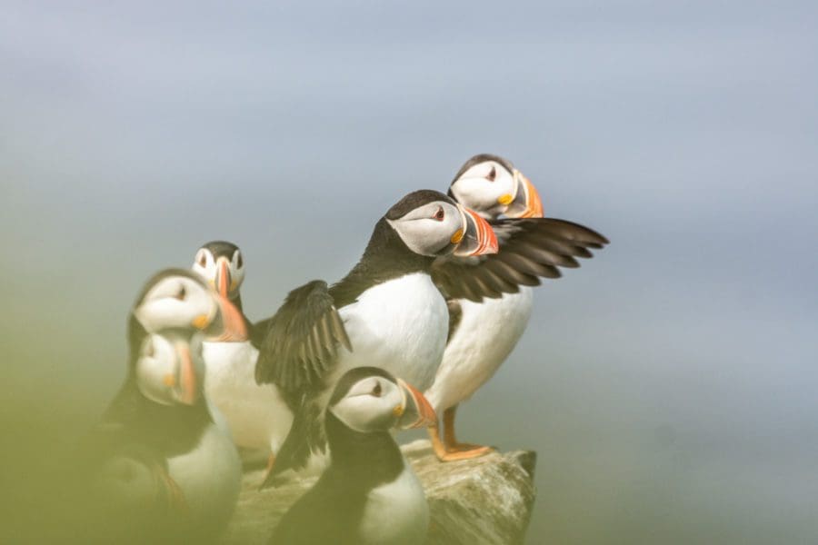 Quand partir en Islande?