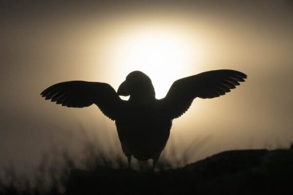 galerieVieSauvage-icelandicfrenchies-32 galerieVieSauvage-icelandicfrenchies-32