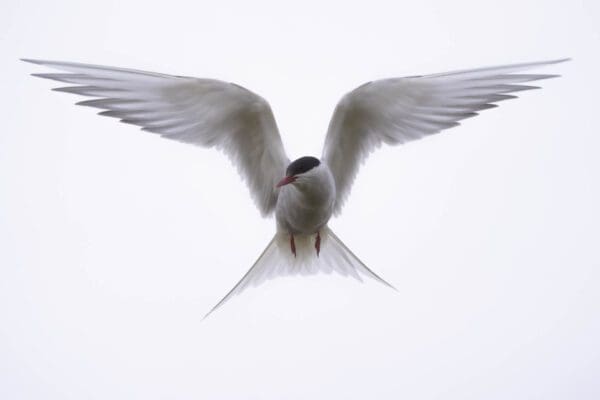 galerieVieSauvage-icelandicfrenchies-28 galerieVieSauvage-icelandicfrenchies-28