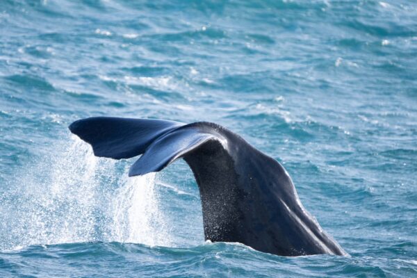 Baleines en Islande