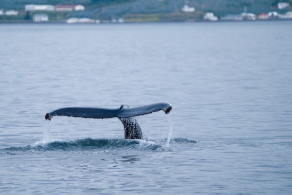 Baleines en Islande