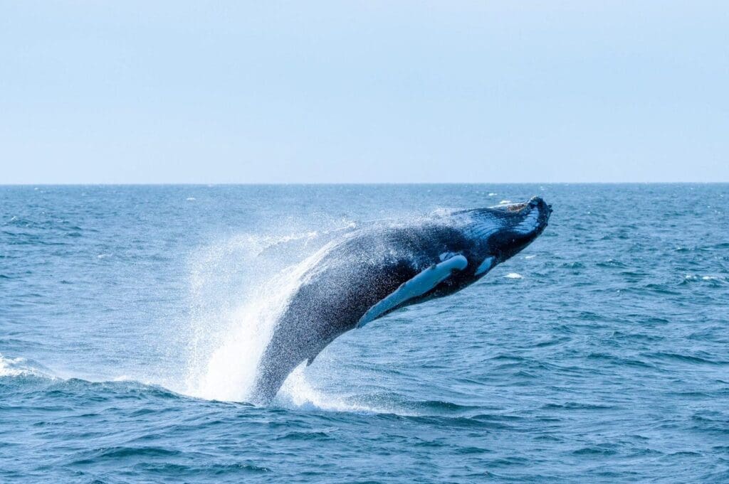 Baleines à bosse