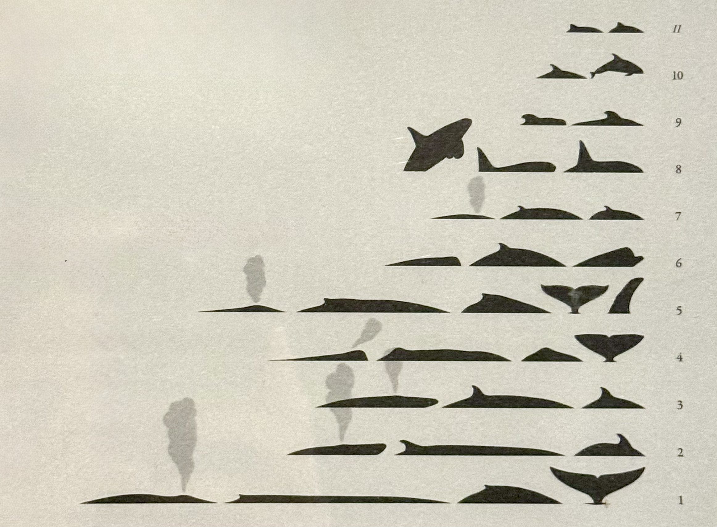 Schéma silhouettes baleines