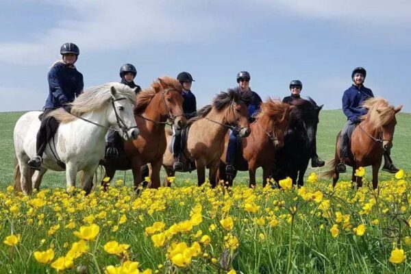 Balades et randonnées à cheval - cheval Islande