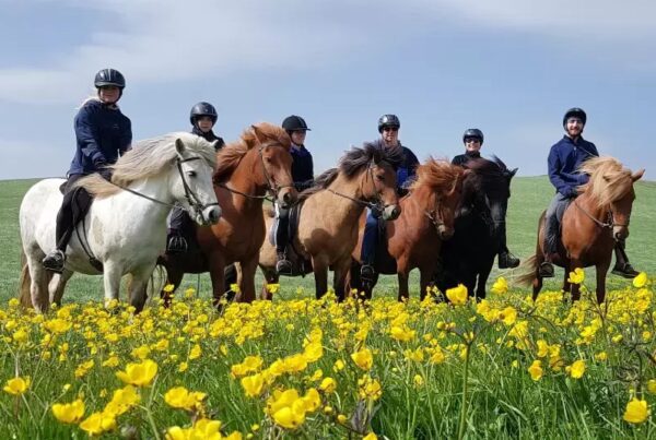 Balades et randonnées à cheval - cheval Islande