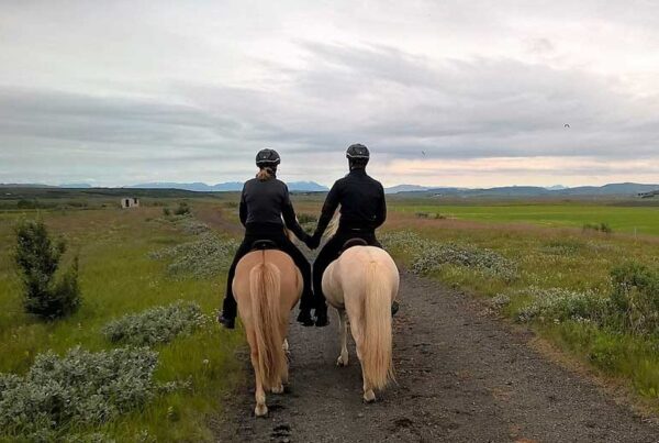 Balades et randonnées à cheval - cheval Islande