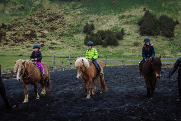 Balades et randonnées à cheval - cheval Islande