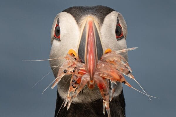 SejourMacareux-icelandicfrenchies-4 Grímsey