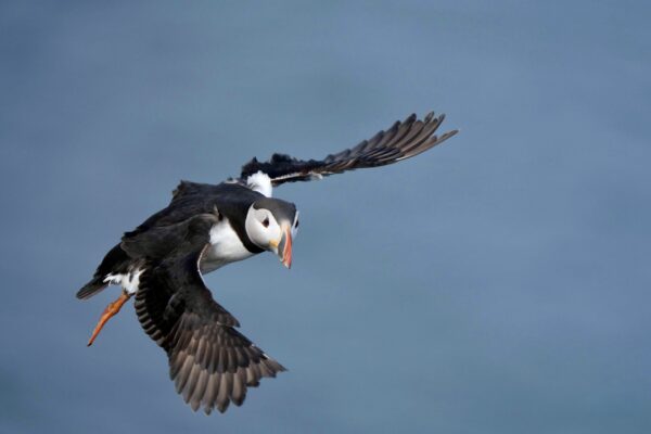 SejourMacareux-icelandicfrenchies-8 Grímsey