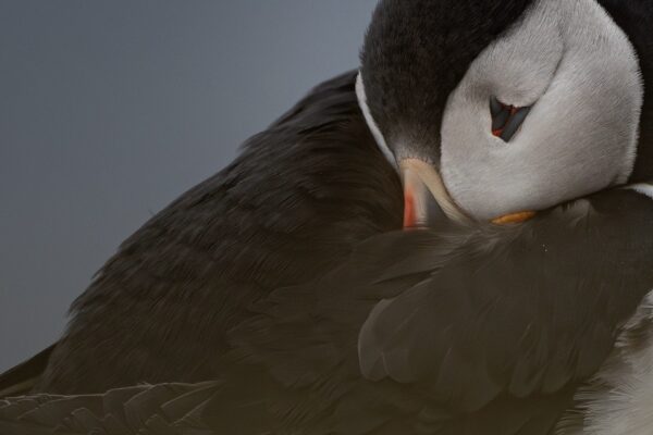 SejourMacareux-icelandicfrenchies-9 Grímsey