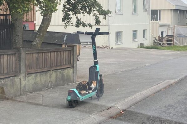 visiter Reykjavík