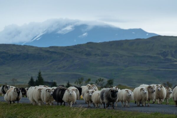 Blog-réttir-icelandicfrenchies-1