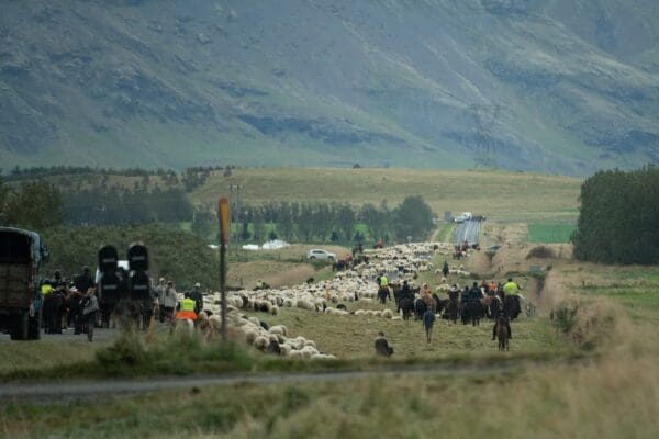 Blog-réttir-icelandicfrenchies-15
