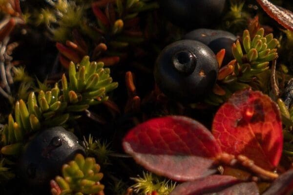 BlogQuefaireenoctobre-icelandicfrenchies-3