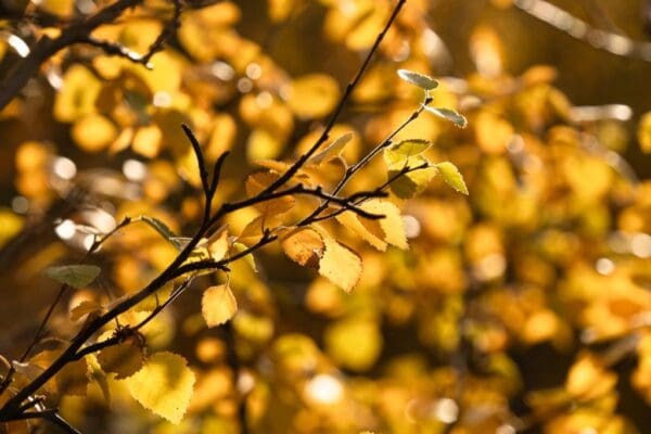Que faire en octobre en Islande?